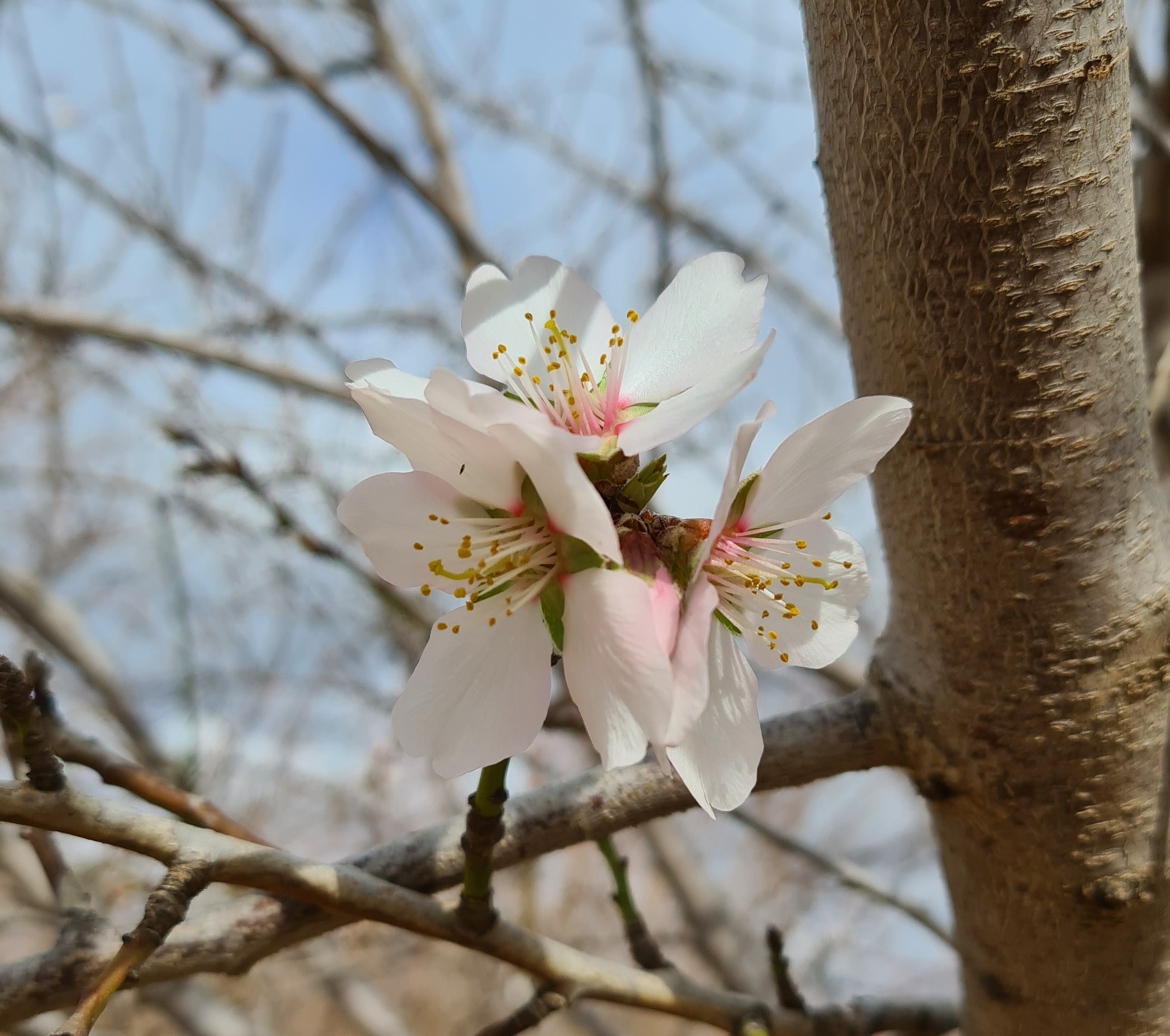 Almond_Blossom_2.jpg